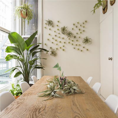 Breathe Easy: Transform Your Home into a Fresh Oasis